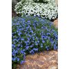 lithodora diffusa heavenly blue3