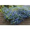 lithodora diffusa heavenly blue