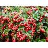 brusnica vaccinium vitis idaea red pearl 3