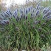 pennisetum alopecuroides black beauty