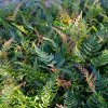 dryopteris erythrosora paprad2