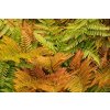 dryopteris erythrosora paprad3