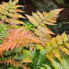 dryopteris erythrosora paprad