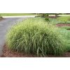 miscanthus sinensis little zebra2