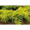 Juniperus Media Old Gold3