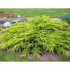 Juniperus Media Old Gold