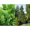 CHAMAECYPARIS obtusa Drath2