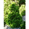 CHAMAECYPARIS obtusa Drath