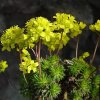 draba aizoides chudobka2