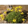 draba aizoides chudobka3
