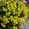 draba aizoides chudobka