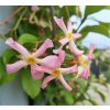 trachelospermum jasminoides rose 081973500 1906 09012018