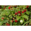 fragaria vesca rugen lesne jahody rugen 2