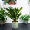 Cycas revoluta-Cykas japonský