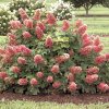 ruby slippers hydrangea