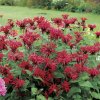 monarda gardenview scarlet2