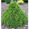 picea abies tompa