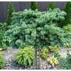 Larix kaempferi Blue Dwarf 627x600