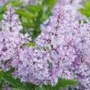 Syringa 'Palibin' orgován