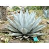 agave havardiana 19 c 5 10 cm