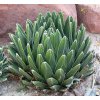 agave victoria 5 10 cm