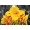 Canna Yellow King Humbert