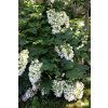 HYDRANGEA quercifolia Snowflake 4629