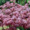 acer palmatum atropurpureum p4730 37509 image