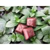 Mentha piperita 'Chocolate'-Mäta Čokoládová