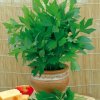 xlovage seeds levisticum officinale.jpg.pagespeed.ic.Znn4yCSAG3
