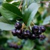 aronia mitschurini amit stromcek1