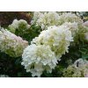 hortenzia metlinata hydrangea paniculata silver dollar2