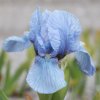 iris pumila l kosatec nizky1