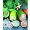 citrus australasica finger lime1