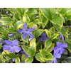vinca minor aureovariegata2