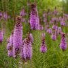 liatris floristan violet suskarda2