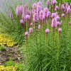 liatris floristan violet suskarda3