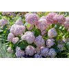 hydrangea a candybelle bubblegum hortenzia3