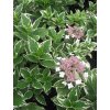 hortenzia Variegata2