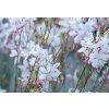 Gaura lindheimeri Whirling Butterflies -AKCIA