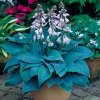 Hosta Halcyon