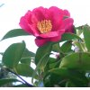 camellia sasanqua1