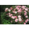 rhododendron dreamland1