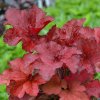 heuchera forever red3