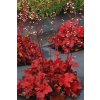 heuchera forever red2