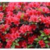 Azalea japonica