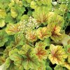 heuchera electra2