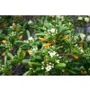 pittosporum tobira nanum mock orange2