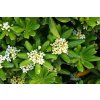 pittosporum tobira nanum mock orange