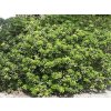 pittosporum tobira nanum mock orange3